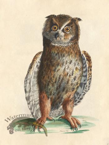 Long-eared Owl - Tribute Bd 67 M